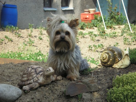 Pes mojí kamarádky:D